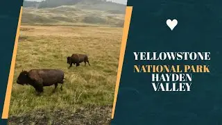 Yellowstone NP Norris and Hayden Valley