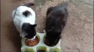 Cat lover #funny #catcomedy #pets #cat #kucingbikinngakak #catvideos #catlover #kucinglucu