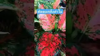 ตัดดอกอโกนีมาทิ้งทำไม #ไม้สวยงาม #แก้วกาญจนา #ไม้ประดับ #ไม้มงคล #อโกลนีมา