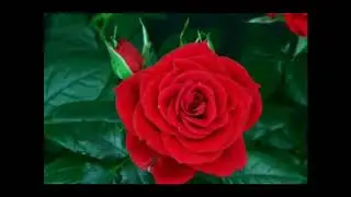 Как Распускается Роза!
