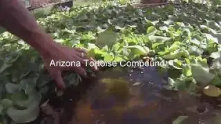 A.T.C.'s Tortoises