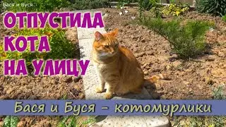 Отпустила кота на улицу. Домашний кот Бася осваивает улицу