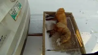На лису капканом! Часть5