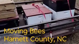Moving Bees by Hand | October | Harnett County, NC