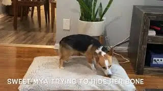 Meet Mya 🐕
