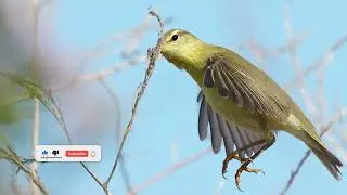 #willow warbler hunting insects and spiders