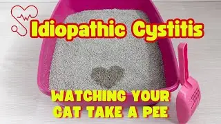 🐈 Why You Should Watch Your Cat Pee - Feline Idiopathic Cystitis [Urinary Issues]