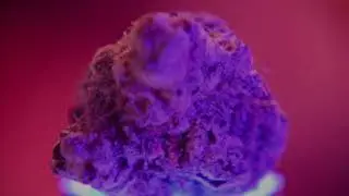 Macro Dream O.G.
