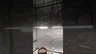 2 week old seedlings and NEW led lights