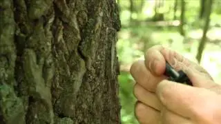 Hunter Safety System Talon
