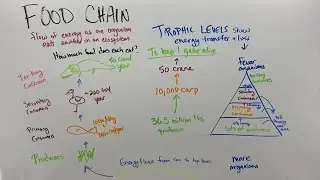 Food chains, webs and trophic levels