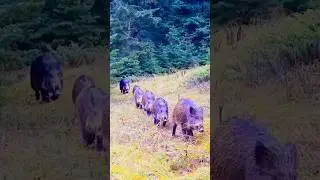 AZILI YABAN DOMUZU SÜRÜ LİDERİ #animal #wildlifephotography #wildboar