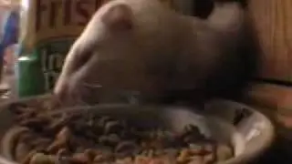 super ferret play time !.flv