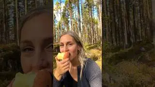 Picking berries among the bears 🐻 Beautiful day in the forest