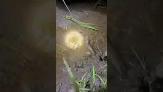 Gilaa‼️ mancing belut tarikannya kuat banget #mancing #petualang #fishing #mancingbelut #ngurek