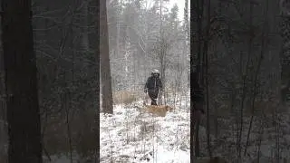 В снегопад в лесу с собакой