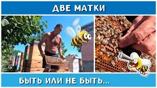 Спонтанное двухматочное содержание пчёл в многокорпусном улье.