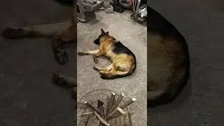 Собачє життя