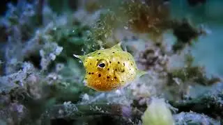Baby Cowfish