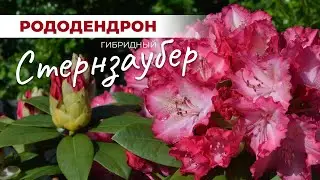 Рододендрон Стернзаубер: уникальный сорт с огромными соцветиями