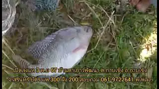 #แจ้งข่าวเซียนแหเปิดลงแหวันที่ 3 พ.ย 67