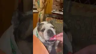 Уселась арбуз кушать))