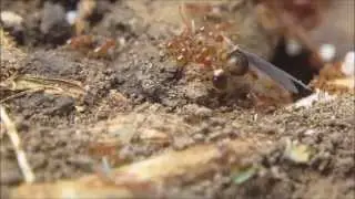 Ant Battle