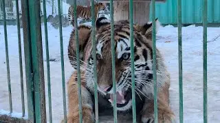 Эй, не стойте слишком близко, в гостях у создателей хосписа «Дом Тигра»