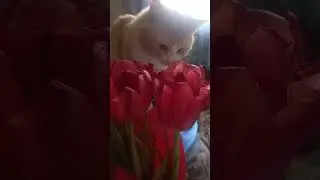 Рыжий еще тот эстет