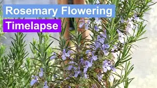 Rosemary Flowering Timelapse in 4k UHD