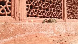 The cutest video of squirrel!