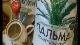 ПРАВИЛА ПЕРЕСАДКИ ДРАЦЕНЫ