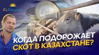 Цены на скот в Казахстане вырастут? Рынок сбыта мяса и КРС в 2024