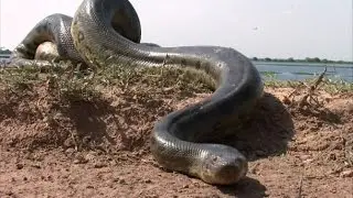 Snake by D.H. Lawrence