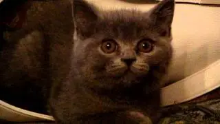 Angry kitten