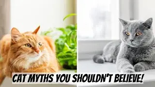 CAT MYTHS YOU SHOULDN'T BELIEVE! | VIX