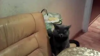 Говорящий кот дымок