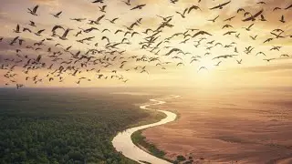 The Incredible Journey of Migratory Birds!
