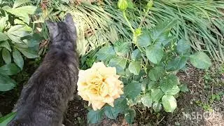 Заходите в мой  сад 🏡...