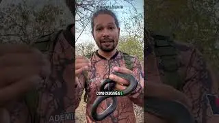 Nunca faça mal a essa serpente