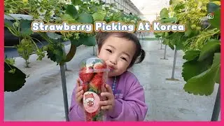 STRAWBERY PICKING KOREA POCHEON