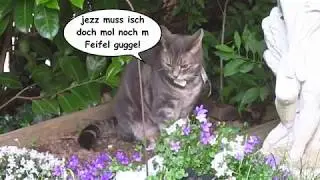 Timmy, Luna und der 