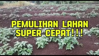 Pengolahan tanah sempurna lahan bekas