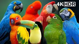 The Hidden Magic of Amazon Rainforest Birds 🌿  Nature’s Healing Symphony 🌿 Relaxing Birds Sound