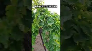 Виноградник будущего супер вина🍇 #виноделие #виноград #виноградник