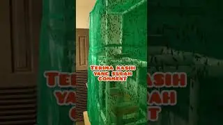 Ternak Maggot Ruangan terbatas. tidak bau sampah #viral