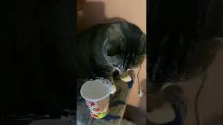 Мурзенька ест с ложечки сметанку 😋😋😋