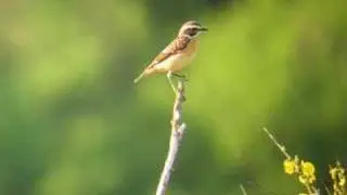 Whinchat - Paapje