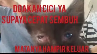 mengobati penyakit langganan pada 🐈 kucing saat umur 1-2 bln