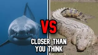 Great White Shark vs Saltwater Crocodile | Who Wins?
